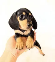 AKC Zoey, a female Miniature Dachshund for sale in Davis, CA – Photo 8 of 10