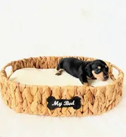 AKC Zoey, a female Miniature Dachshund for sale in Davis, CA – Photo 4 of 6