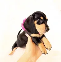 AKC Zoey, a female Miniature Dachshund for sale in Davis, CA – Photo 7 of 10