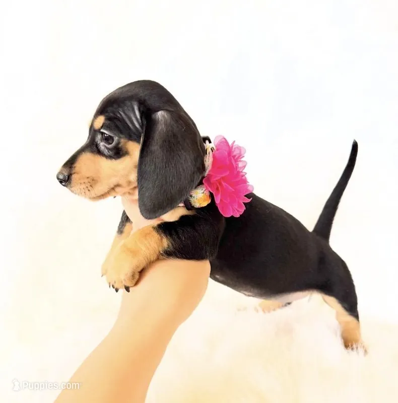 AKC Zoey – Miniature Dachshund puppy for sale in Davis, CA