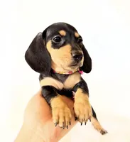 AKC Zoey, a female Miniature Dachshund for sale in Davis, CA – Photo 3 of 10