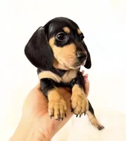 AKC Zoey, a female Miniature Dachshund for sale in Davis, CA – Photo 9 of 10