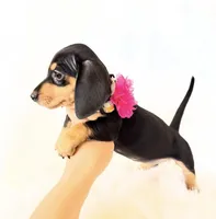 AKC Zoey, a female Miniature Dachshund for sale in Davis, CA – 8 of 10