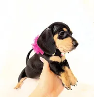 AKC Zoey, a female Miniature Dachshund for sale in Davis, CA – 5 of 10