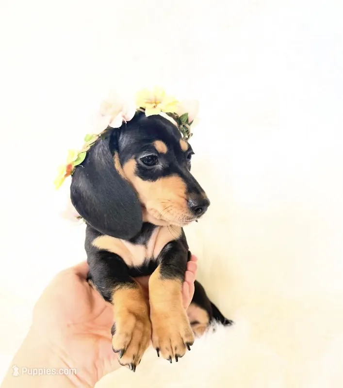 AKC Zoey – Miniature Dachshund puppy for sale in Davis, CA
