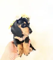 AKC Zoey, a female Miniature Dachshund for sale in Davis, CA – 1 of 10