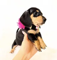 AKC Zoey, a female Miniature Dachshund for sale in Davis, CA – Photo 5 of 10
