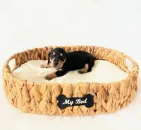 AKC Zoey, a female Miniature Dachshund for sale in Davis, CA – Photo 2 of 6