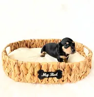 AKC Zoey, a female Miniature Dachshund for sale in Davis, CA – Photo 3 of 6