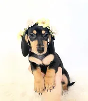 AKC Zoey, a female Miniature Dachshund for sale in Davis, CA – 2 of 10