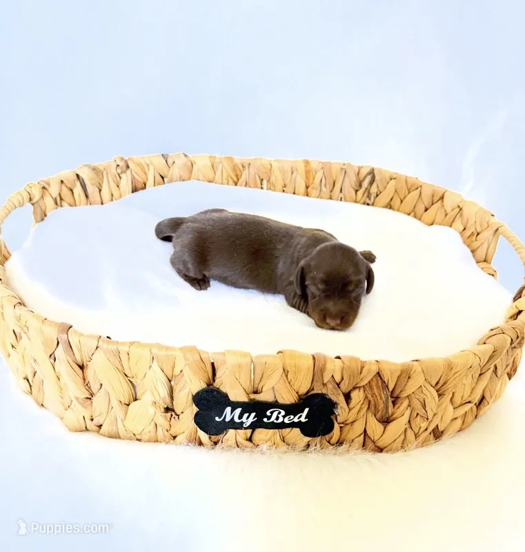 Dakota – Miniature Dachshund puppy for sale in Davis, CA