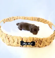 Dakota, a female Miniature Dachshund for sale in Davis, CA – 1 of 4