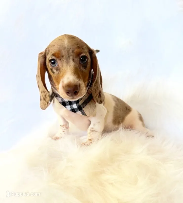 AKC Woody – Miniature Dachshund puppy for sale in Davis, CA