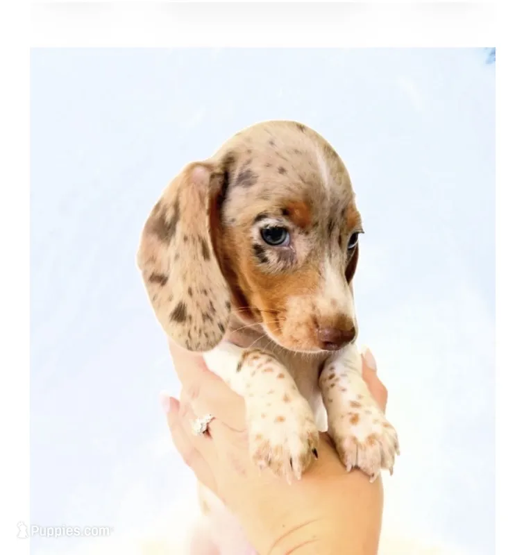 AKC Woody – Miniature Dachshund puppy for sale in Davis, CA