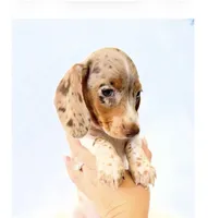 AKC Woody, a male Miniature Dachshund for sale in Davis, CA – 1 of 10
