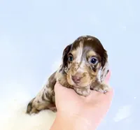 Jasper , a male Miniature Dachshund for sale in Davis, CA – 3 of 9