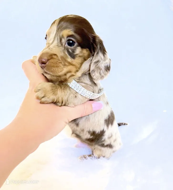 Jasper  – Miniature Dachshund puppy for sale in Davis, CA