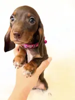 AKC Daisy, a female Miniature Dachshund for sale in Davis, CA – 2 of 9
