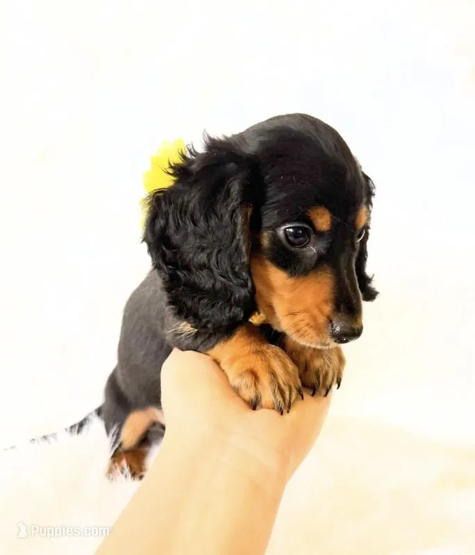 AKC Badger – Miniature Dachshund puppy for sale in Davis, CA
