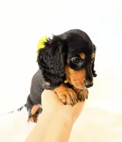 AKC Badger, a male Miniature Dachshund for sale in Davis, CA – 3 of 9