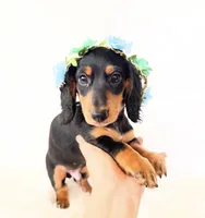 AKC Badger, a male Miniature Dachshund for sale in Davis, CA – 7 of 9
