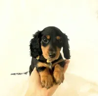 AKC Badger, a male Miniature Dachshund for sale in Davis, CA – Photo 8 of 8