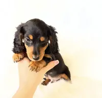 AKC Badger, a male Miniature Dachshund for sale in Davis, CA – Photo 4 of 8