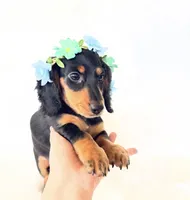 AKC Badger, a male Miniature Dachshund for sale in Davis, CA – 1 of 9