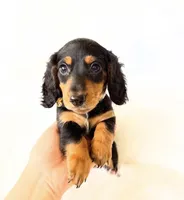 AKC Badger, a male Miniature Dachshund for sale in Davis, CA – Photo 5 of 8