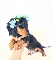 AKC Badger, a male Miniature Dachshund for sale in Davis, CA – 6 of 9