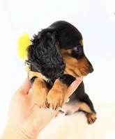 AKC Badger, a male Miniature Dachshund for sale in Davis, CA – 8 of 9