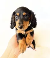AKC Badger, a male Miniature Dachshund for sale in Davis, CA – Photo 2 of 8