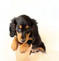 AKC Badger, a male Miniature Dachshund for sale in Davis, CA – Photo 7 of 8
