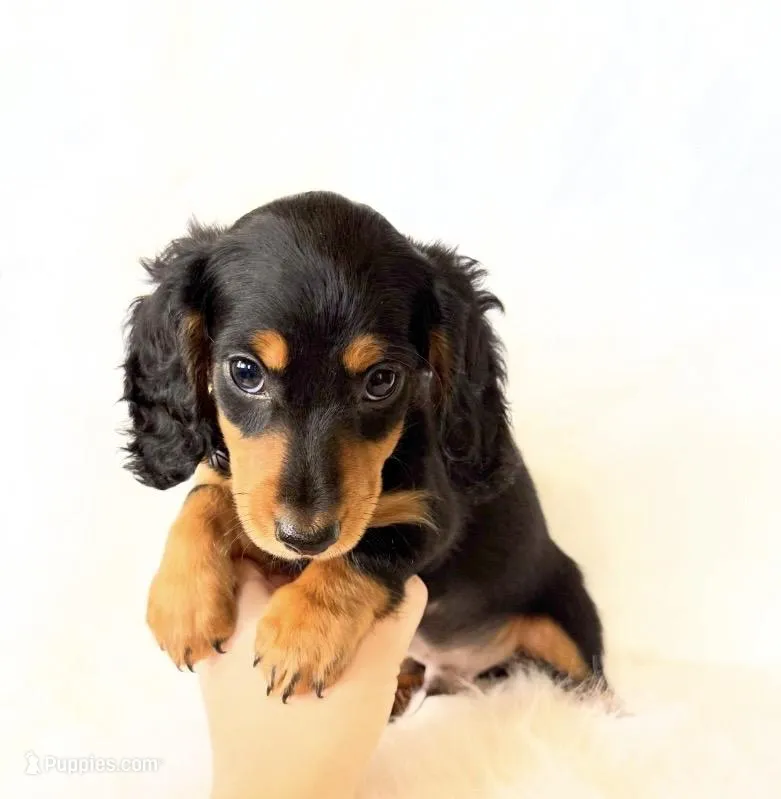 AKC Badger – Miniature Dachshund puppy for sale in Davis, CA