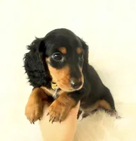 AKC Badger, a male Miniature Dachshund for sale in Davis, CA – Photo 6 of 8