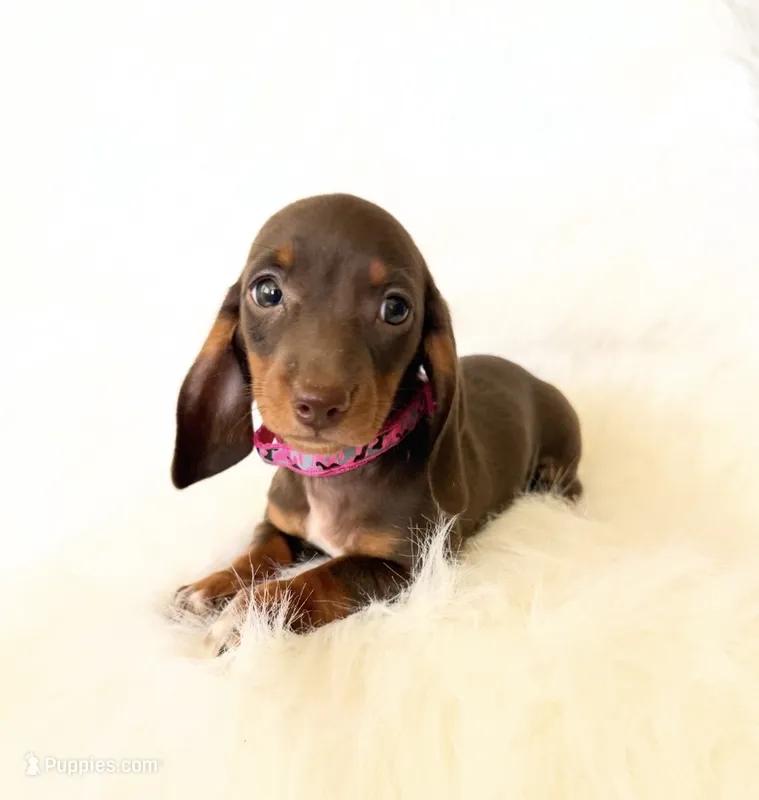 AKC Daisy – Miniature Dachshund puppy for sale in Davis, CA