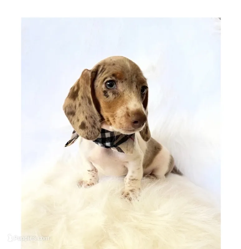 AKC Woody – Miniature Dachshund puppy for sale in Davis, CA