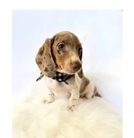 AKC Woody, a male Miniature Dachshund for sale in Davis, CA – 4 of 10