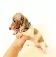 AKC Woody, a male Miniature Dachshund for sale in Davis, CA – 10 of 10