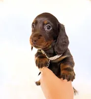 Dakota, a female Miniature Dachshund for sale in Davis, CA – 7 of 8