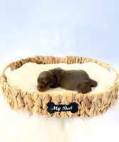 AKC Slinky, a male Miniature Dachshund for sale in Davis, CA – 3 of 3