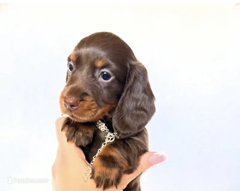 Dakota – Miniature Dachshund puppy for sale in Davis, CA