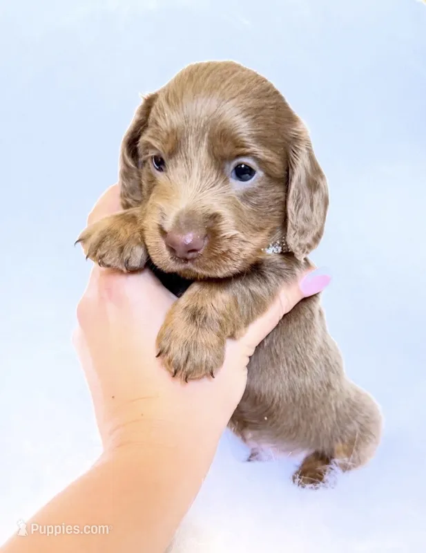 Scottie – Miniature Dachshund puppy for sale in Davis, CA