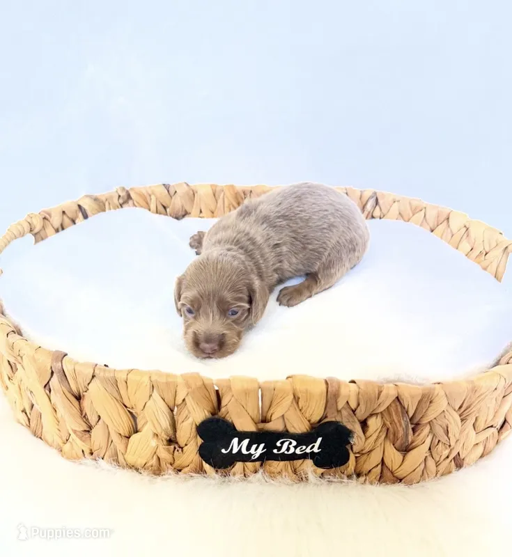 Scottie – Miniature Dachshund puppy for sale in Davis, CA