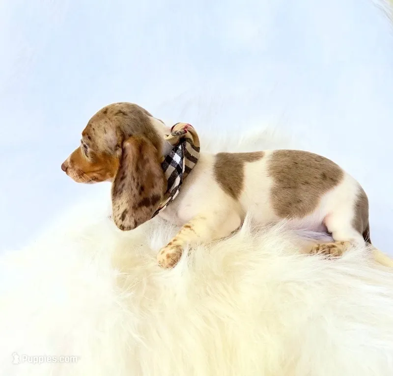 AKC Woody – Miniature Dachshund puppy for sale in Davis, CA