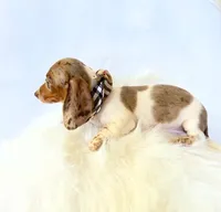 AKC Woody, a male Miniature Dachshund for sale in Davis, CA – 5 of 10