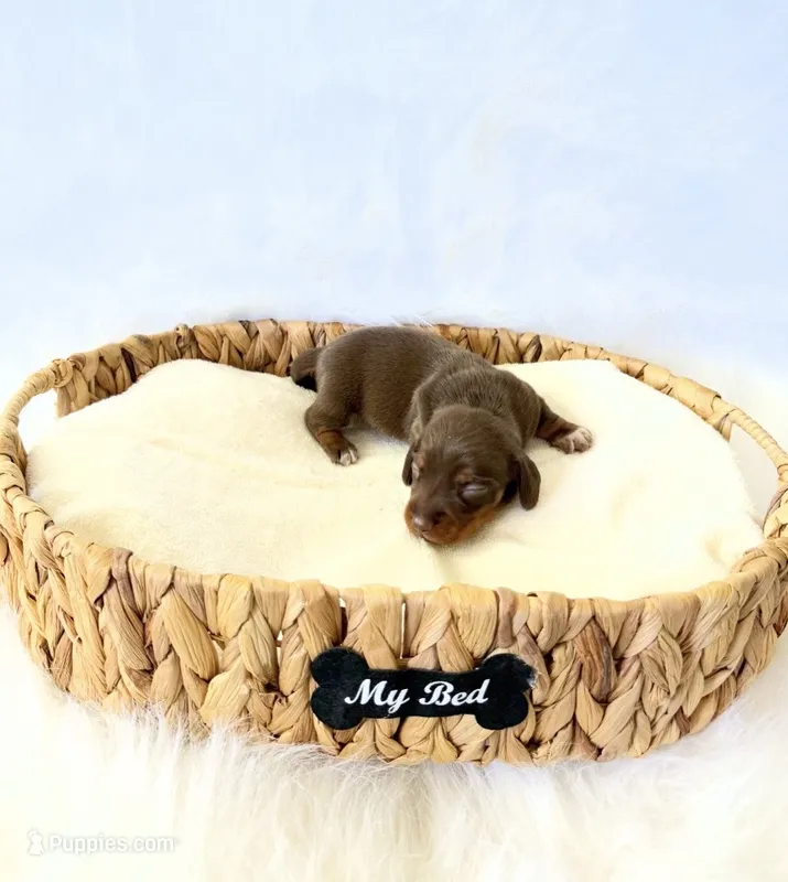 AKC Slinky – Miniature Dachshund puppy for sale in Davis, CA