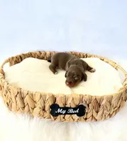 AKC Slinky, a male Miniature Dachshund for sale in Davis, CA – 1 of 3