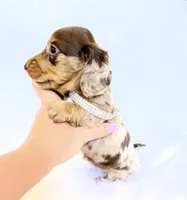 Jasper , a male Miniature Dachshund for sale in Davis, CA – 6 of 9