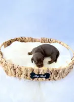 AKC Slinky, a male Miniature Dachshund for sale in Davis, CA – 2 of 3